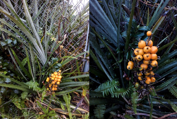 [Two photos spliced together. The right image is a close view of the yellow-orange fruits grouped together at the base of the plant. Each fruit is approximately 1.5 inches in diameter and slightly longer than it is wide. The fruits are attached to the stem of the plant so tightly that the stem is not visible. The image on the left is a zoomed out view with a plant behind it with very long narrow aloe-like leaves which dwarf the fruit section of the image. These two plants are growing on the near side of a chain-link fence.]